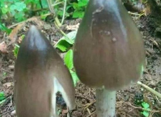  #野味#农村山上采摘的这个“宝贝”，一斤能卖近百元？竟还那么