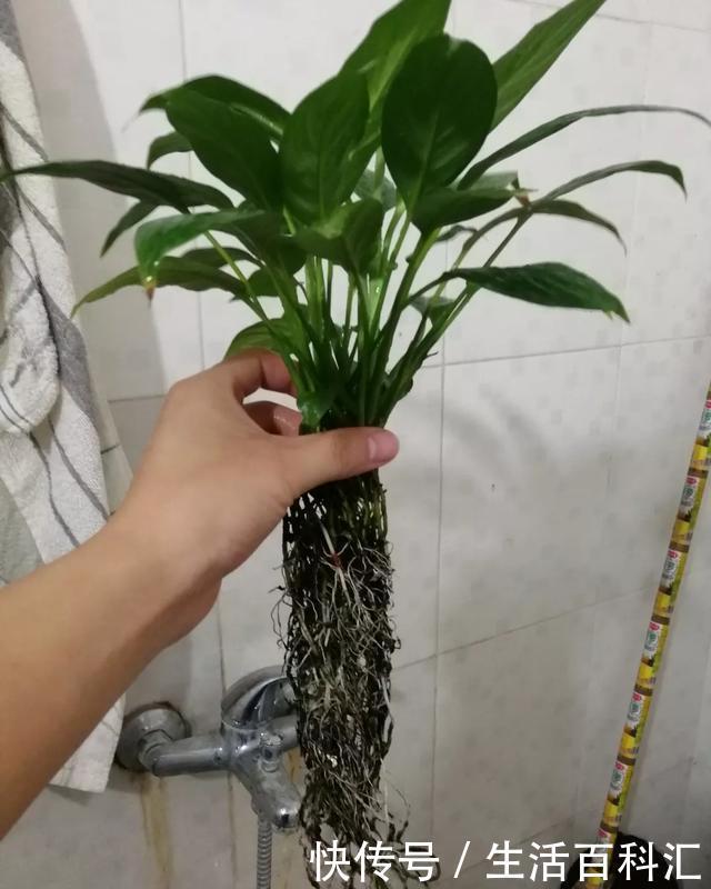 「天一」养花技巧:安全度夏水培花,天一热就养它,1杯水养爆盆