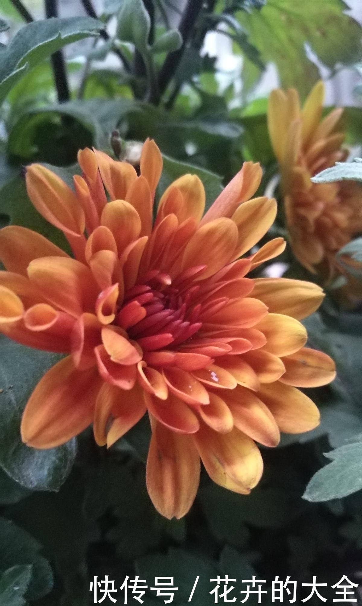 禁忌■养花不能太随意,否则花草浑身难受,几天就死翘翘!