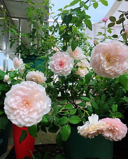  『这款』阳台首选这款花，不用费心，开花爆盆美如画，花开似精灵飞舞，艳