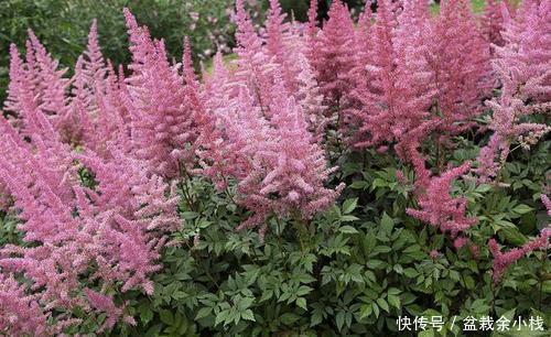 『漂亮』此花开花漂亮,好养又浪漫,养一盆年年有花赏