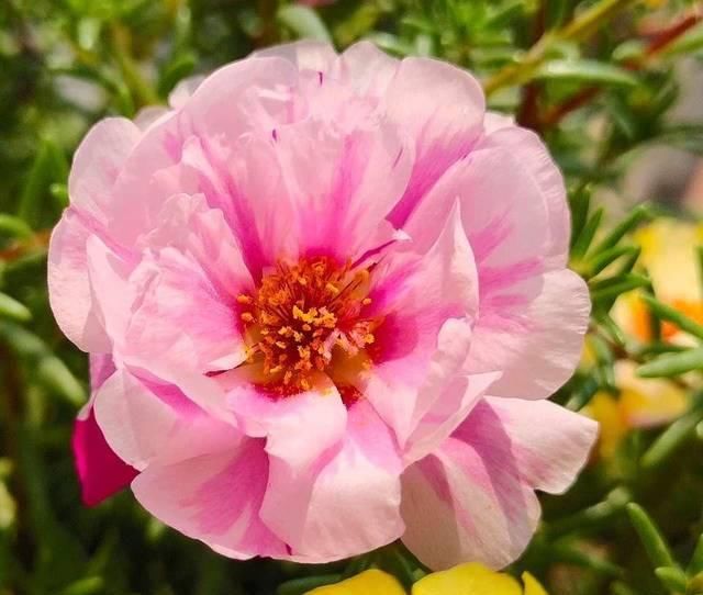  「要养」爱花人春季要养的绿植盆栽，播种几粒种子，一年四季赏花不停