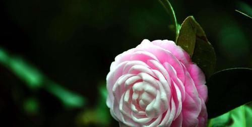 「好处」茶花洗根后僵苗大半年应该怎么办？尽量的通风对小苗有好处