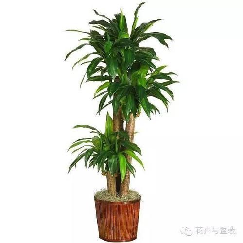  『适合』这些耐阴的室内植物，你家养了几种？