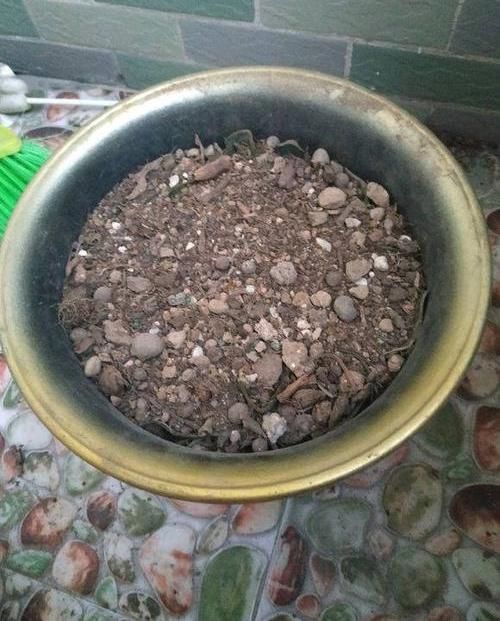  『好运』家养一盆“好运花”，健康好运来，用黄豆养虎皮兰，轻松养爆盆