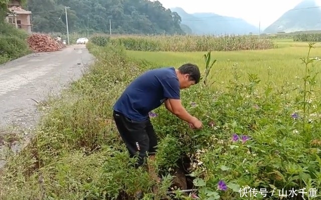  「没想到」农村遍地可见的“大喇叭”，小时候摘来玩，没想到还