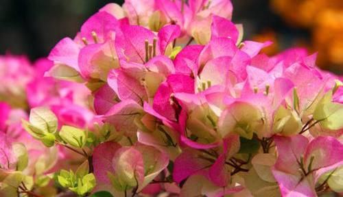『肥养』家里有这3种花,大水大肥养,夏天要“暴晒”,晒的狠开的多