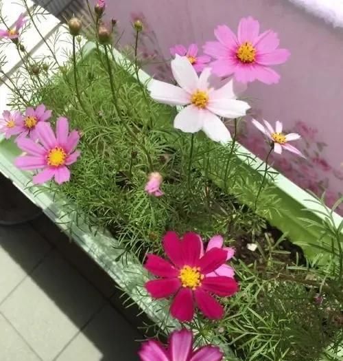 #开花#开春养“4种花”,几粒种子撒盆里,开花爆盆,美得惊艳,不花钱