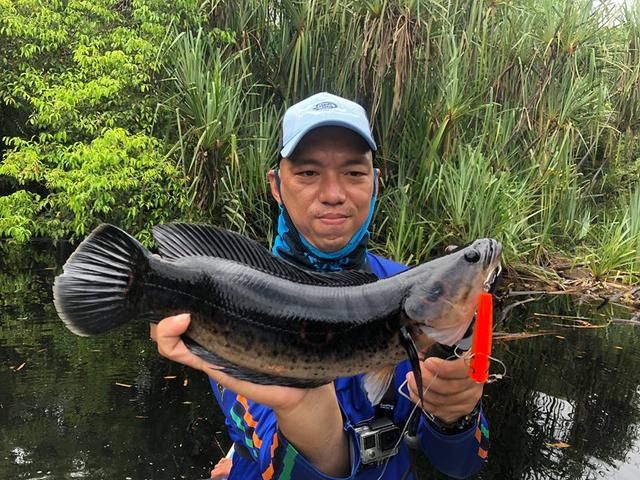 中国路亚钓鱼人远征苏门答腊，前去消灭泛滥成灾的金线多曼鱼