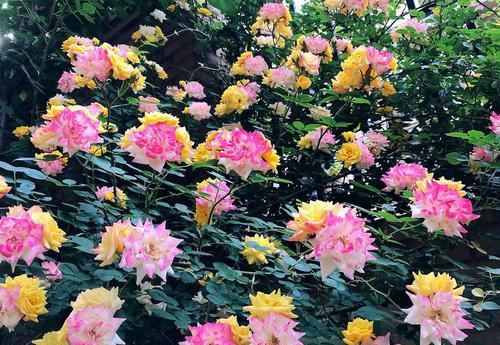 【花型】喜欢玫瑰,不如养盆“高档玫瑰”冷美人,妖娆舞魅,花型奇特