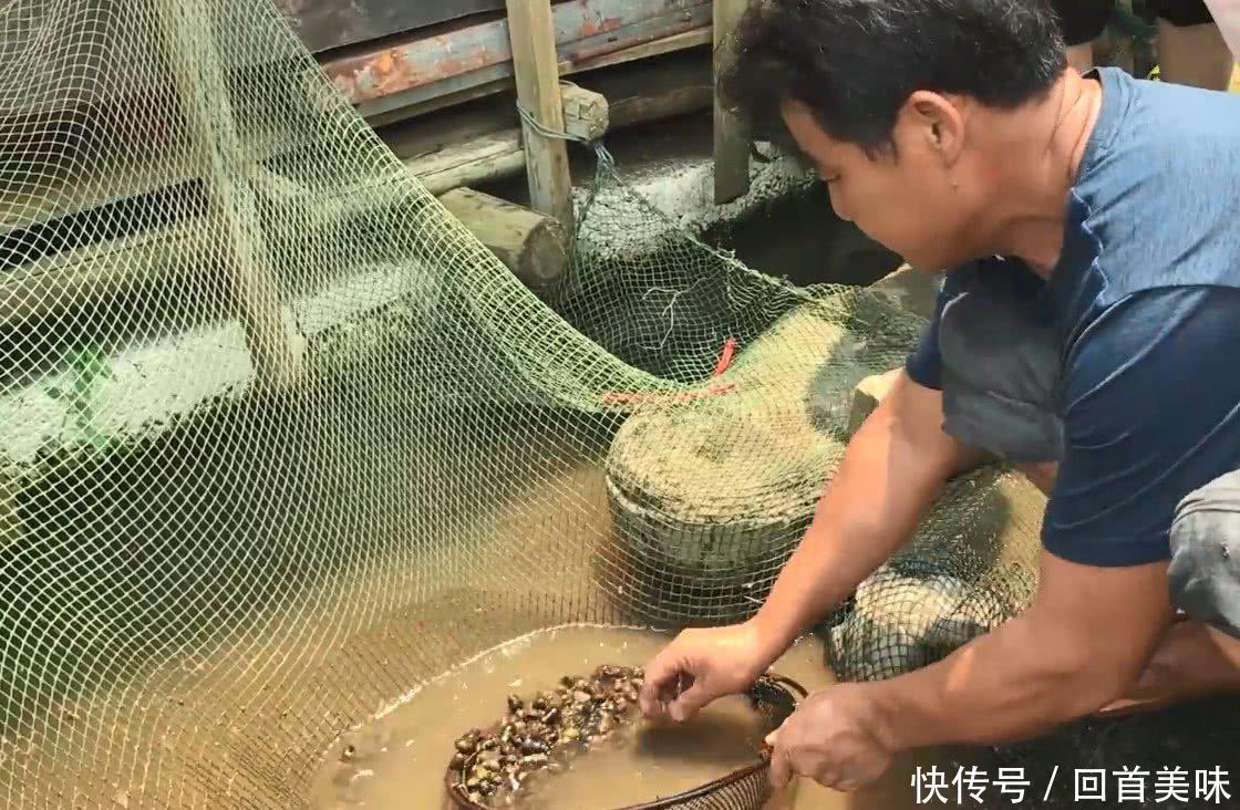 农村大叔卖这种野货，两天就挣了2000多块钱，这宝贝你吃过没