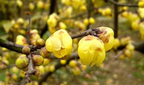  「寓意」每种花都有不同的寓意，你知道每个月代表的花吗，来了解美丽的它