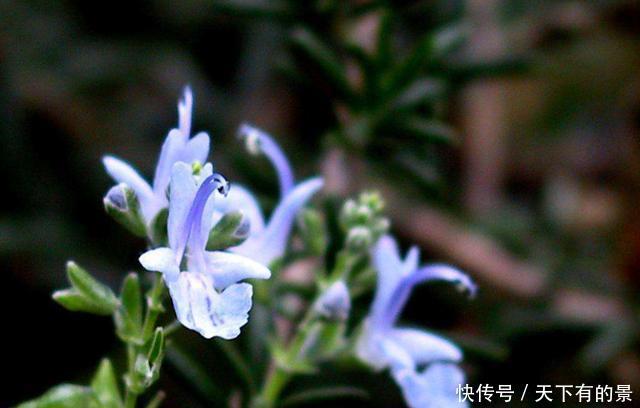  「扔进」养花就养此3种，扔进花盆就能活，浇水就疯长爆盆，养出漂亮花园