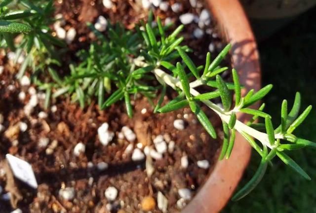  旺盛@6种芳香驱蚊的香草植物，3种越修剪越旺盛，3种最好不要乱剪