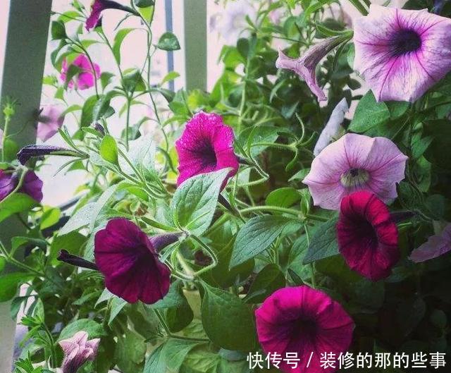 次水就行@阳台变花园,8种花现在养,半个月就爆满阳台,长的飞快花也多