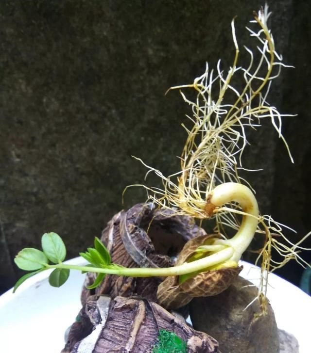  把花生米@她用几粒花生米，种出一盆大花生，冒出来的豆芽根忒好看！