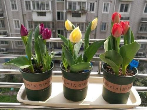  植物@客厅绿植摆放有讲究！两摆，一不摆，装潢华丽，格调提升