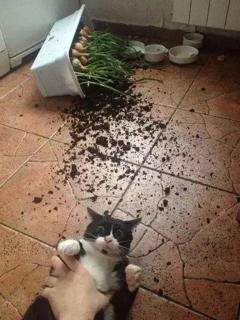  「拆家」这只猫拆家简直六亲不认，这么可爱的猫咪你要带走吗