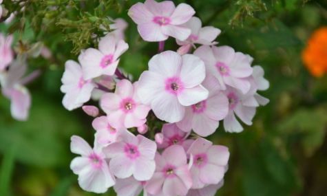  「堪称」这几款小花，便宜又好养，堪称是“开花机器”，养在阳台极美了