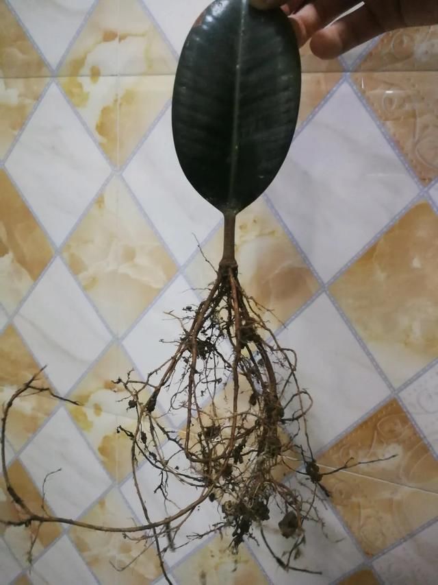  #散射光好#3种树，每月砍1刀，呼呼疯狂冒新芽！