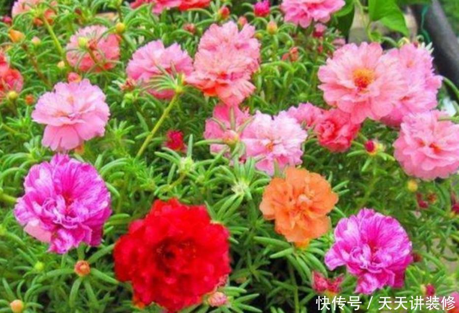 漂亮@4种便宜花,却开花特漂亮,10元两盆,个个开成花球,四季有花赏