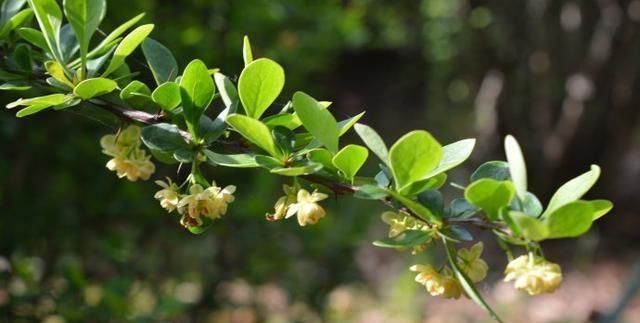 随便■7种最适合“造景”的花,家里有庭院,随便种3-5棵,就是个小花园