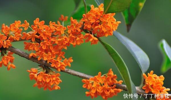  「夏季」桂花夏季怎么养，教你3个养护小妙招，盛开时花香飘远十里香