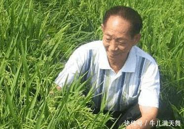 「水产」2.2米水稻成功问世, 袁隆平： 就算以后吃不完也不能浪