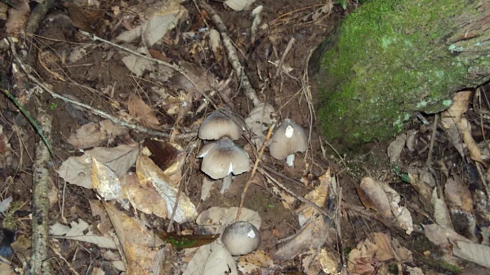  [共生]它与白蚁共生，采摘期仅15天，野生的不多见了，至今不能