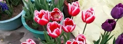 『种植物』这“7种花”，开花艳丽还好养，放着不管都能活，超级容易！