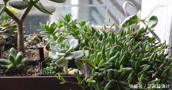  要天天浇水：多肉耐旱别多浇水？此3款忒爱''喝水''，浇得越勤植株长得越旺