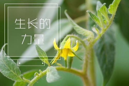  『宝宝』【云种植】打造阳台小菜园，和宝宝一起感受生长的力量