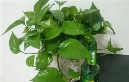  『酒鬼』3种花,就是小酒鬼,一个月灌一点,枝繁叶茂生长旺