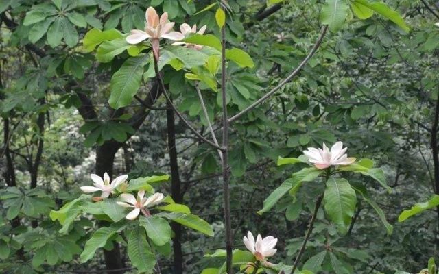 遇见这树木，请别砍错，目前“2级保护植物”，一身是宝