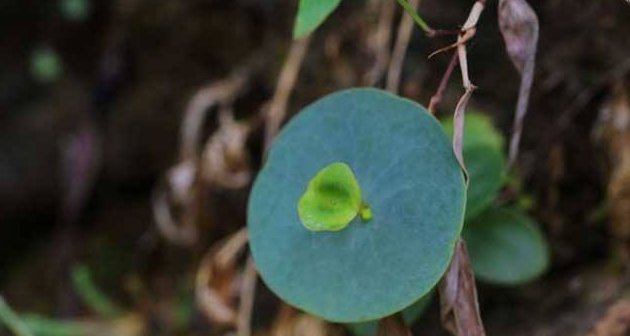  锅盖■它便是“锅盖草”，当前稀少珍贵，农村见到，请别采摘