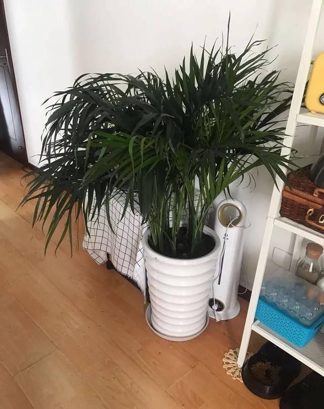  观赏价值极■家养六种“富贵花”，吉祥又如意，富贵又生财，人人都喜欢