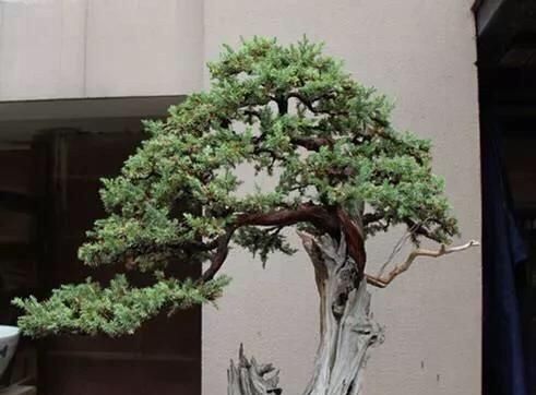  「家里」花草盆栽长得弱，记住6个字，花多叶繁茂，只要3个月，就长爆盆了
