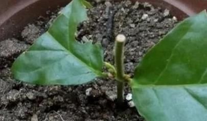  『大白』扦插茉莉？趁现在！掐个大枝捂上30天，大白根，水嫩嫩，满花苞