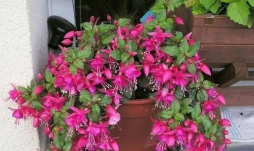  『拥有』养植物是为了观花还是赏叶？四季开花的'倒挂金钟'，你值得拥有