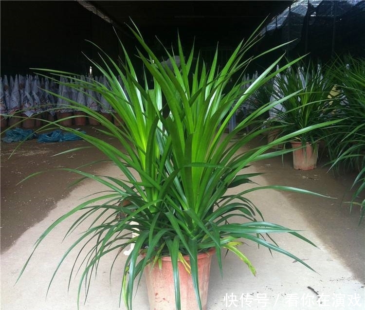 家里养盆这种“树”，叶子茂盛“有福气”，谁养谁赚！