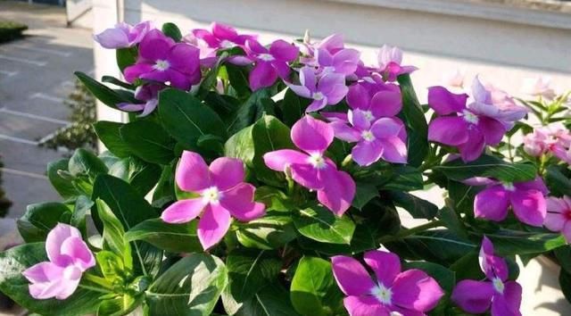  『枝繁叶茂』养四季梅这样修剪一下，开花多四倍，枝繁叶茂，一盆种出很多盆