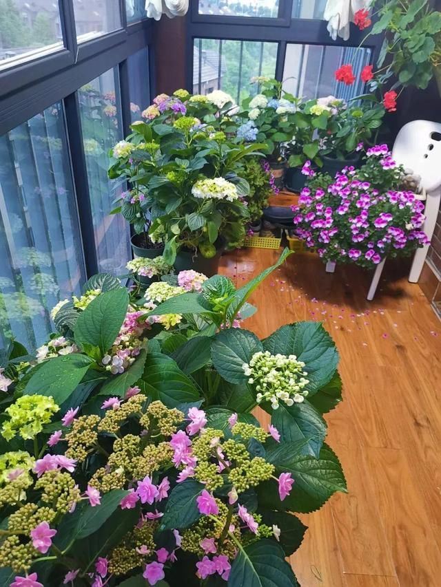 「球老师爱吃薄荷冰淇」封闭阳台养花,防盗窗有大用,1平米也能变花园!