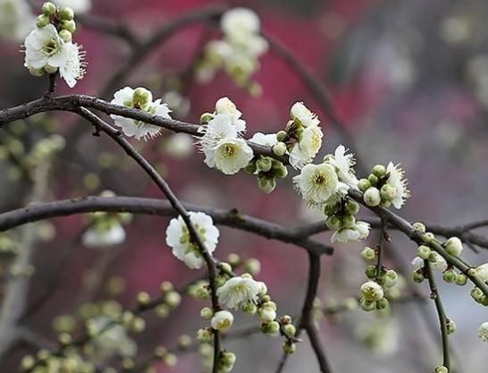  『上百』阳台养花，就养3种“垂枝花”，一根枝上百朵，花一开“满阳台”