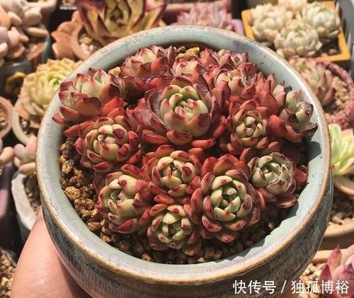  撸下来的叶：经常给多肉做1动作，加1料，迅速生长，还爱爆盆