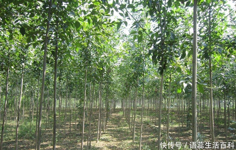 农村树上一种“雪花”，仅我国才有，出口日本150元一斤成高端货