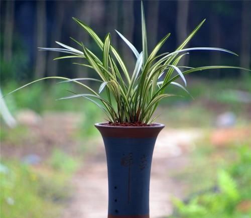  #兰花家族中#这款兰花，花型俏丽，姿态优雅，便宜还好养，是家居盆栽的首选！