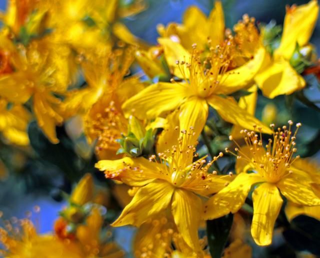 花朵搭配上绿色的叶，非常娇艳欲滴，看起来让人心情愉悦