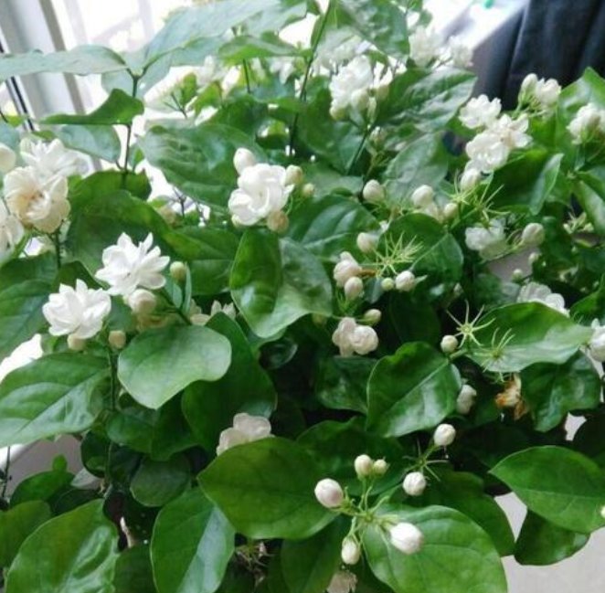  茉莉花@这3种花太好养,就算黄叶了,剪成秃头,很快就能长出绿油油叶子