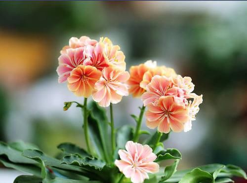  『代表着』花友选出了自己认为最美的50种花