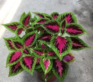  「观赏价值」彩叶草，叶片色彩鲜艳而丰富，盆栽要如何管理呢？
